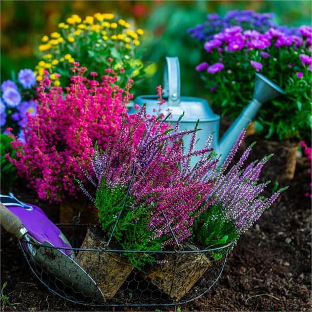 Asesoramiento en el ámbito de la jardinería