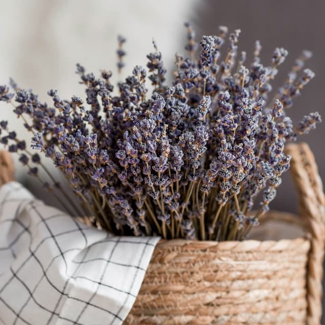 Los consejos que necesitas para cuidar tu jardín